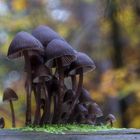 Pilze im Herbstwind