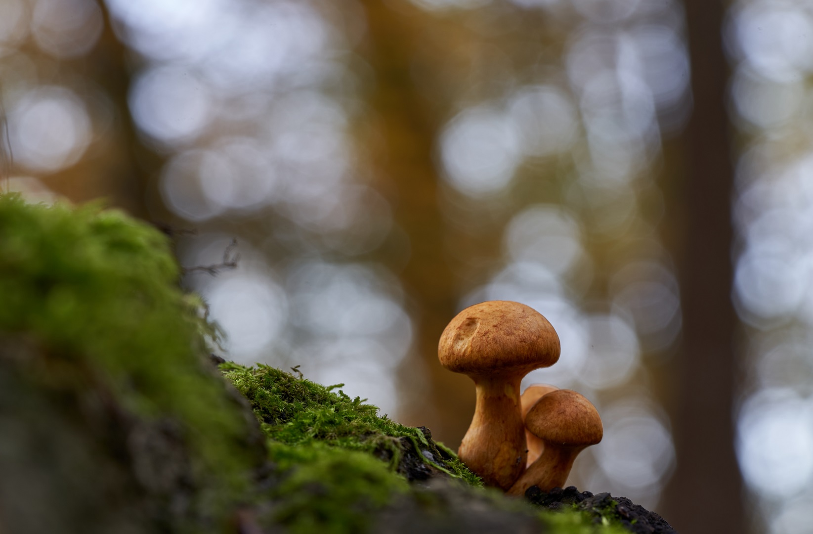 Pilze im Klosterwald