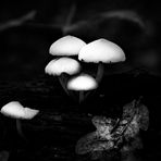 Pilze im Lappwald