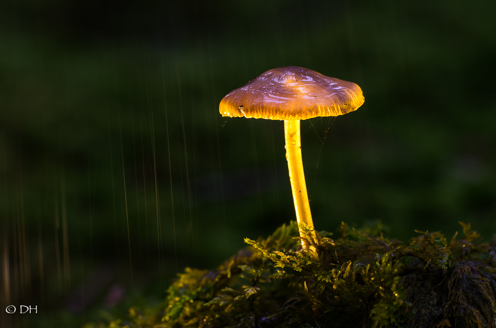 Pilze im Leuchtenden Regen