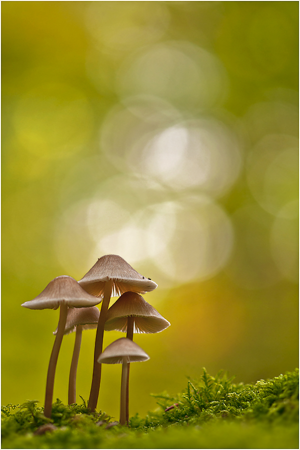 Pilze im Licht