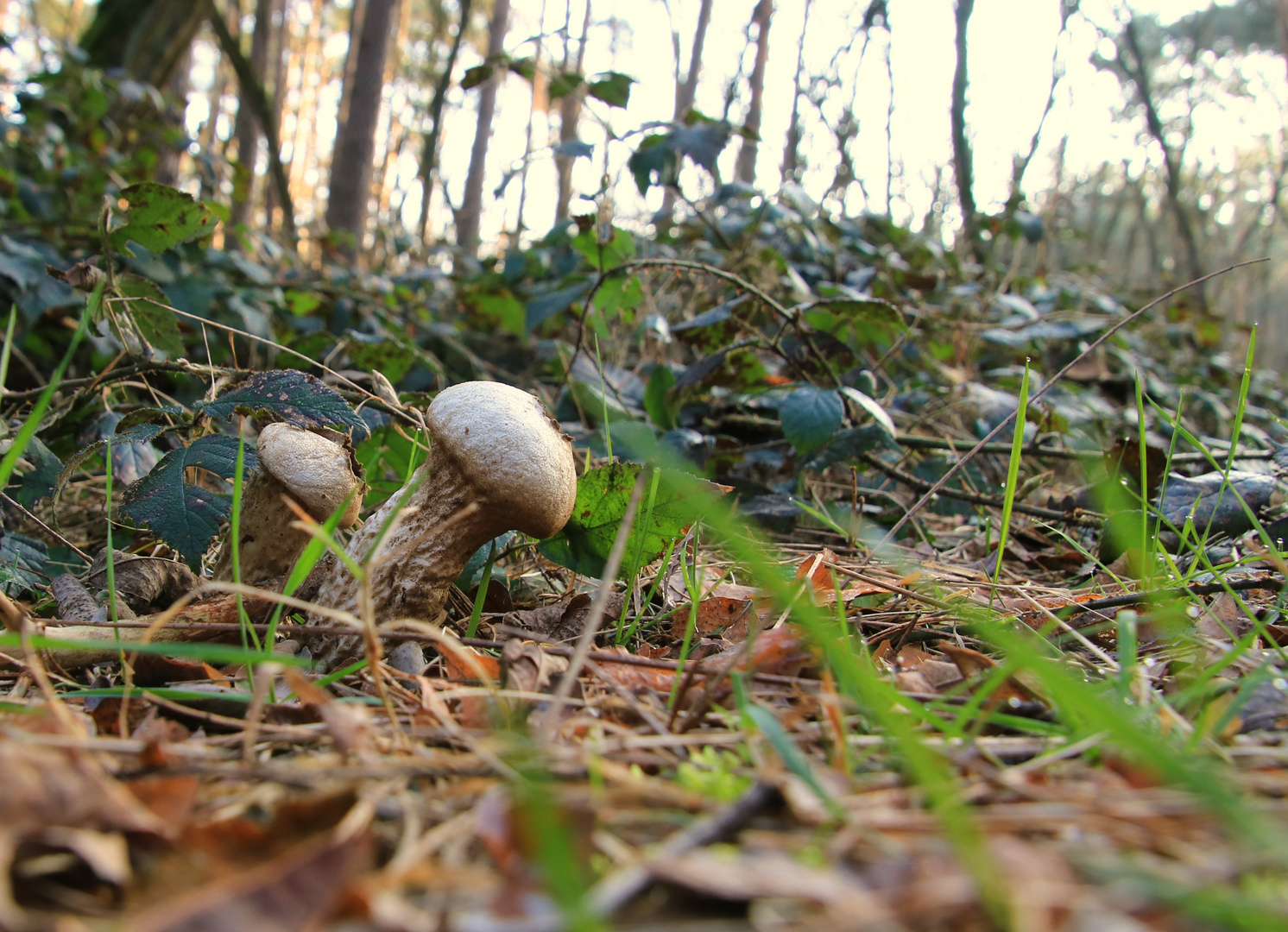 Pilze im März