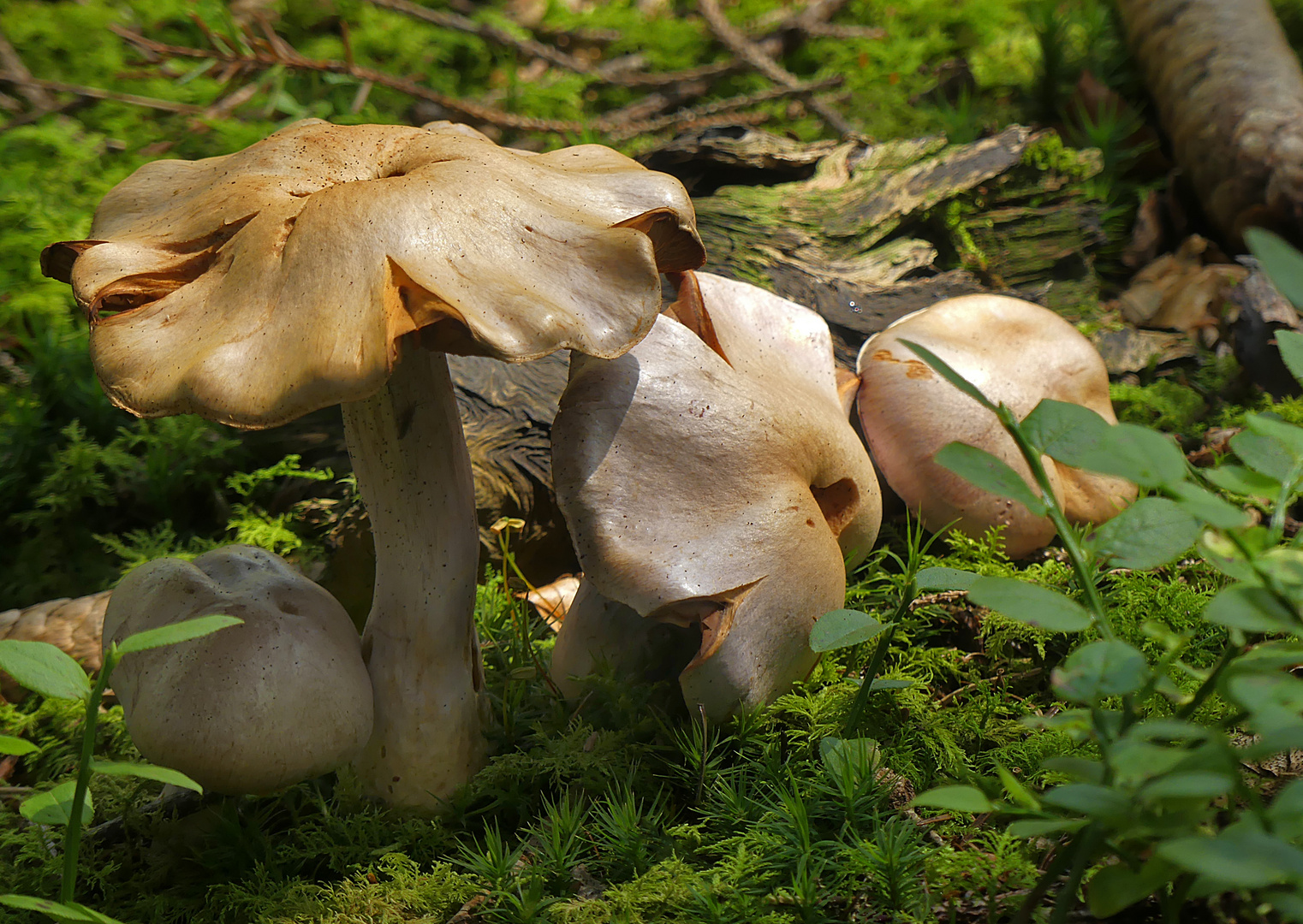 Pilze im Moorwald