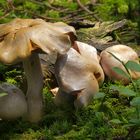 Pilze im Moorwald