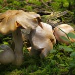 Pilze im Moorwald