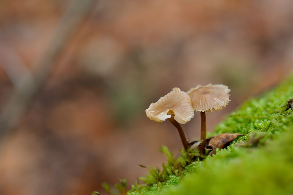 Pilze im Moos