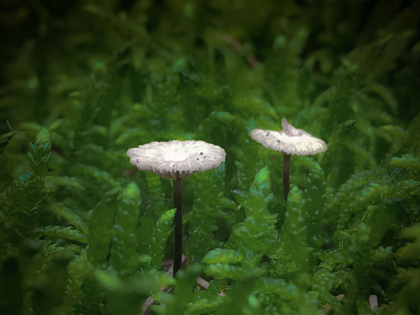 Pilze im Moos Foto & Bild pflanzen, pilze & flechten, pilze