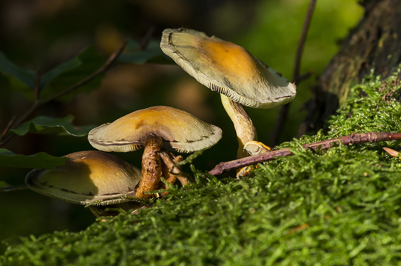 Pilze im Morgenlicht