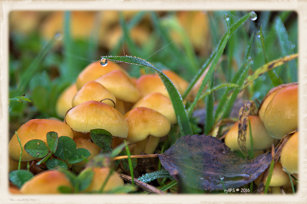 Pilze im Morgentau - mushrooms in morning dew