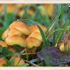 Pilze im Morgentau - mushrooms in morning dew