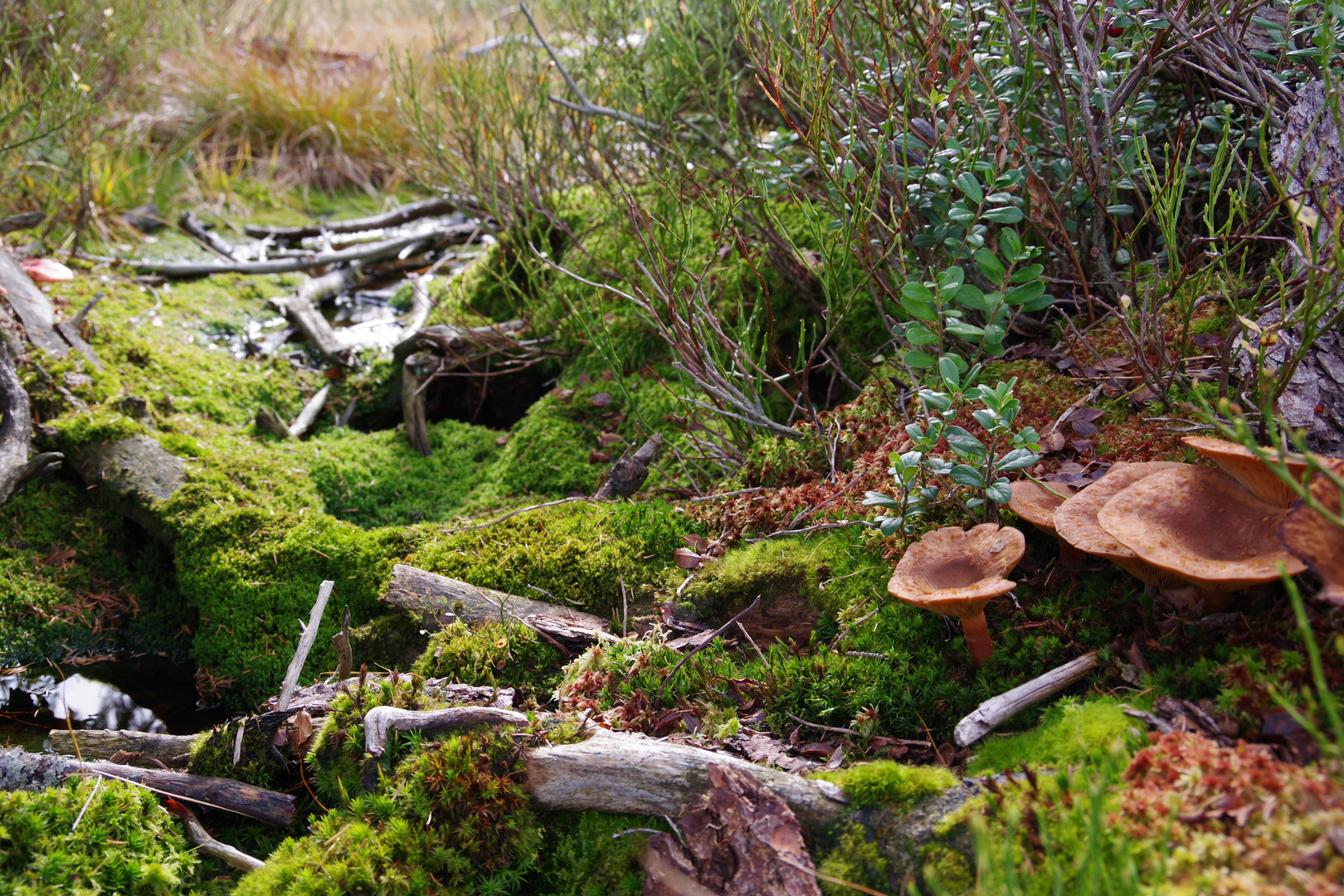 Pilze im Nationalpark Bayerischer Wald 