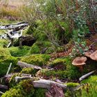 Pilze im Nationalpark Bayerischer Wald 