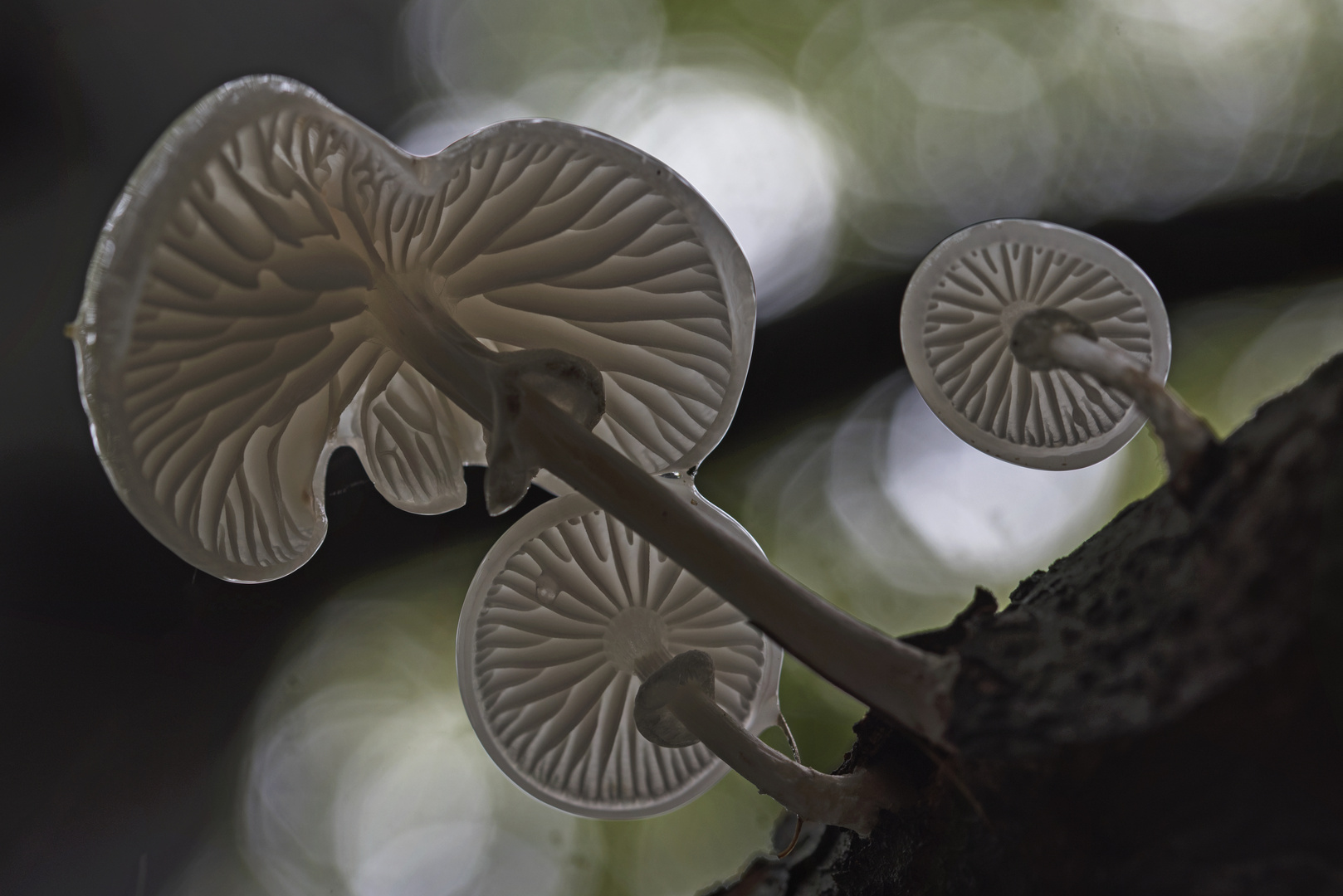 Pilze im Naturpark Aukrug 