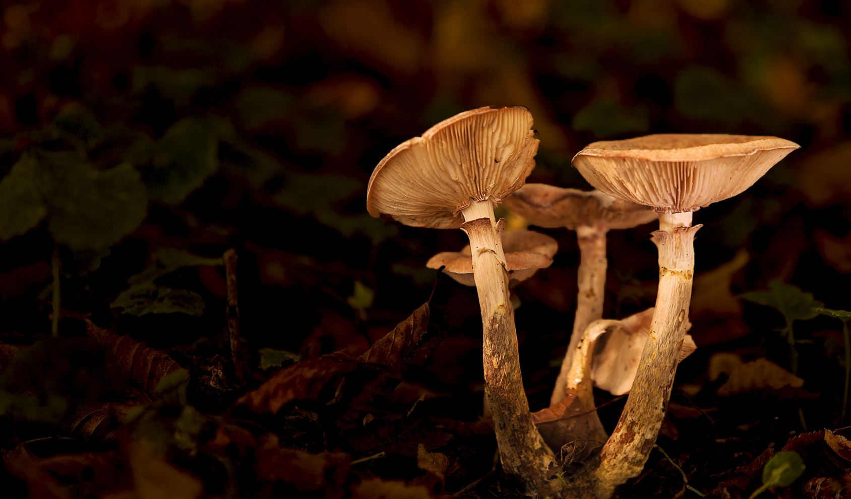 Pilze im Oktober