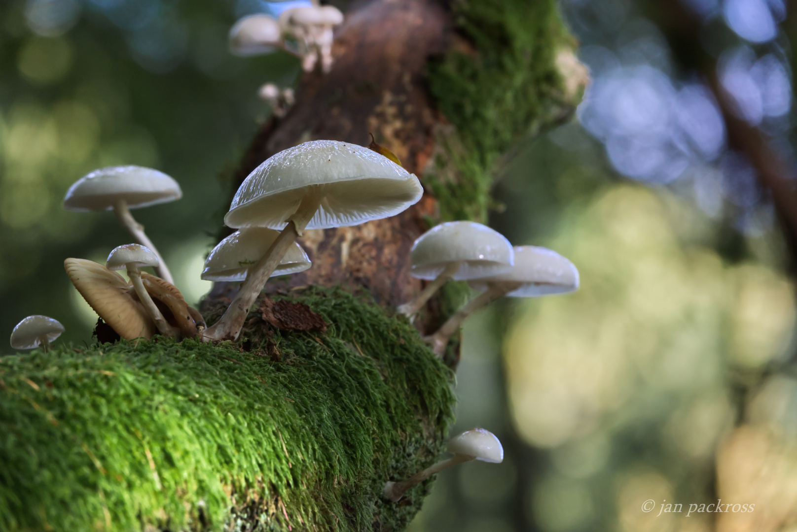 Pilze im Pfälzerwald