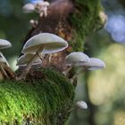 Pilze im Pfälzerwald