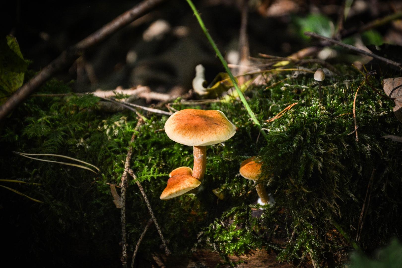 Pilze im Plattenwald