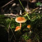 Pilze im Plattenwald