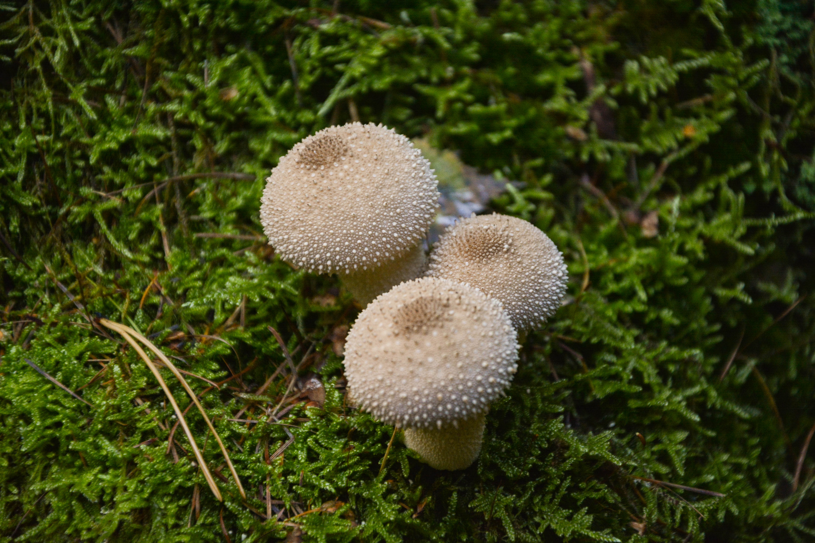 Pilze im Plattenwald