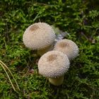 Pilze im Plattenwald