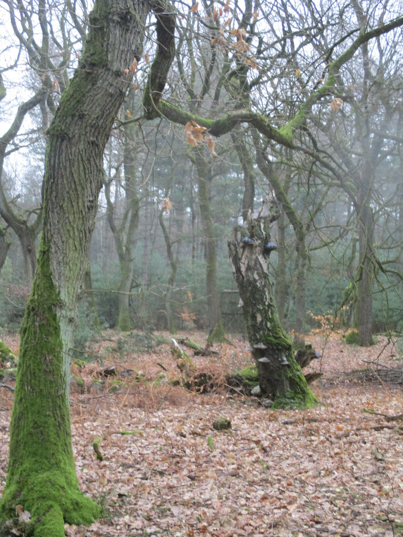 Pilze im Rahmen