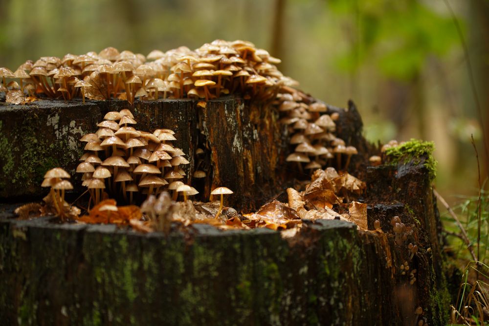 Pilze im Regen