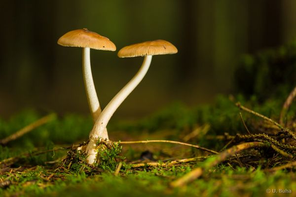 Pilze im Rettenbacher Wald