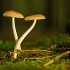 Pilze im Rettenbacher Wald