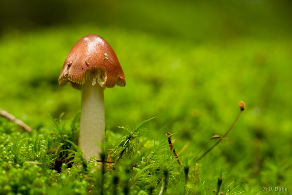 Pilze im Rettenbacher Wald II