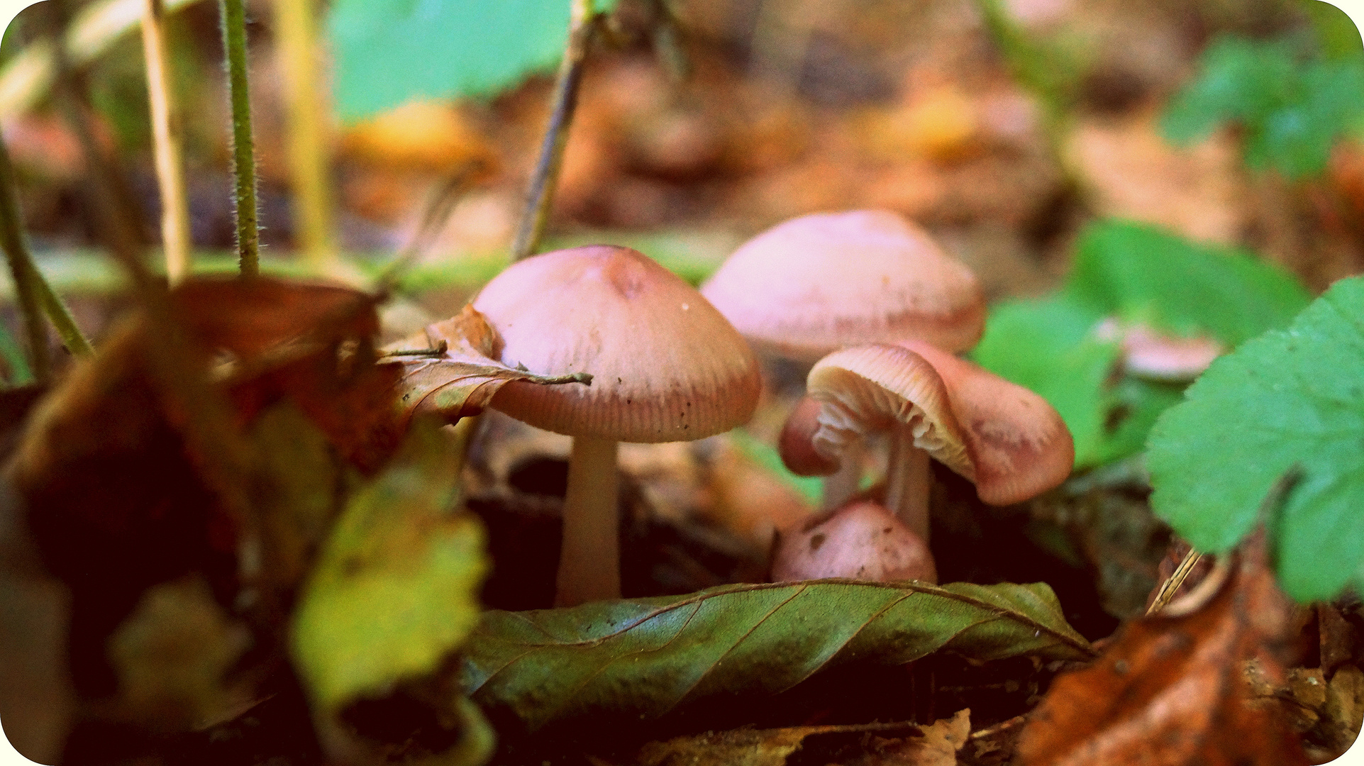 Pilze im Sachsenwald