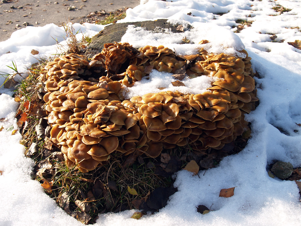 Pilz(e) im Schnee (2)