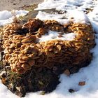 Pilz(e) im Schnee (2)