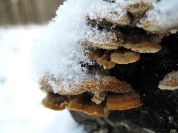 pilze im schnee