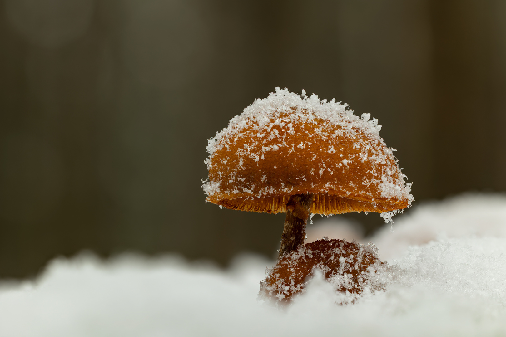 Pilze im Schnee