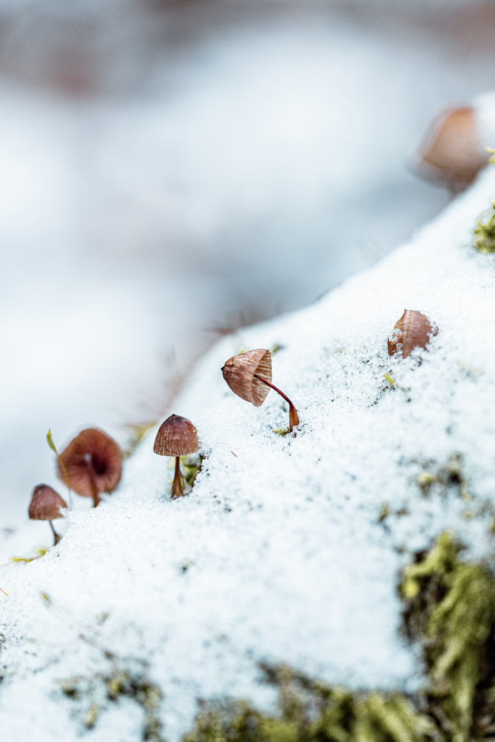 Pilze im Schnee