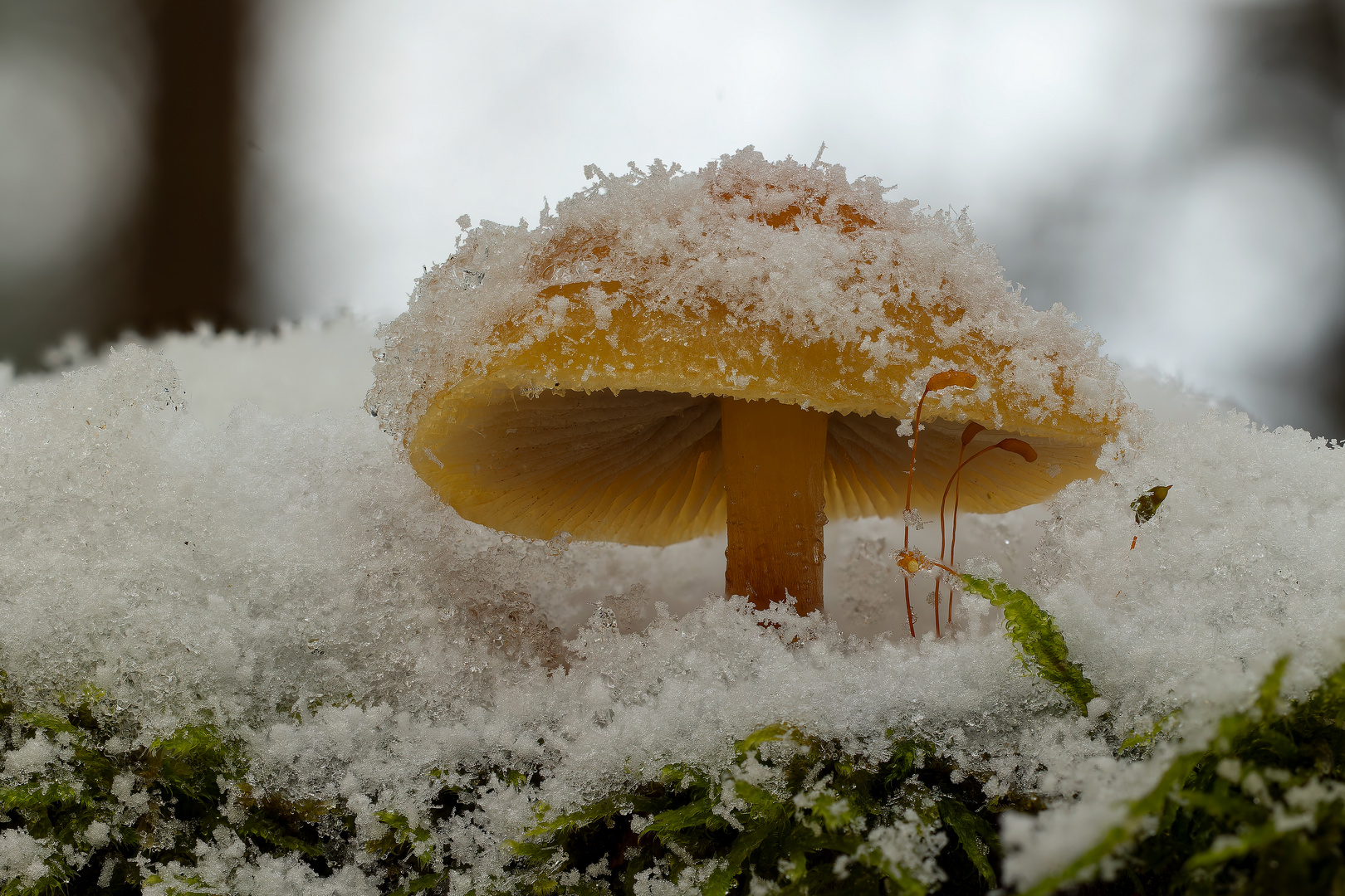 Pilze im Schnee - Winter 2023