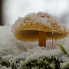 Pilze im Schnee - Winter 2023