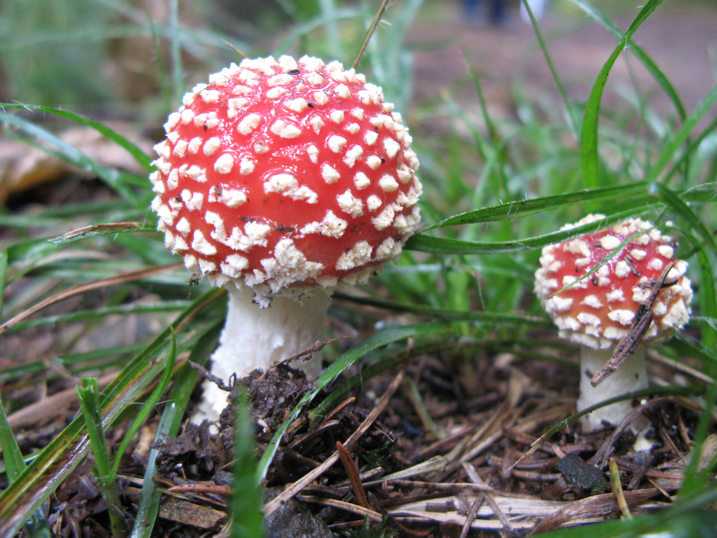 Pilze im Schwarzwald, September 2010 - 002