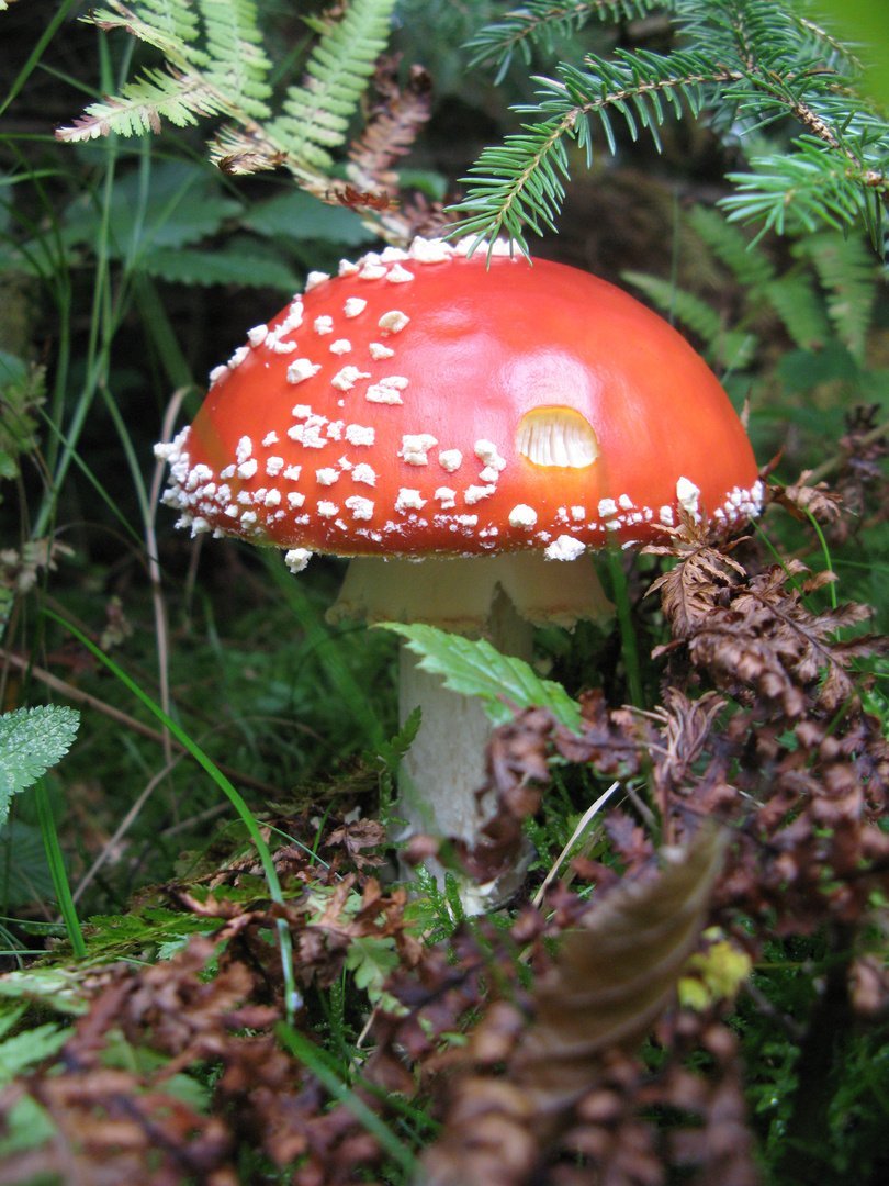 Pilze im Schwarzwald, September 2010 - 003