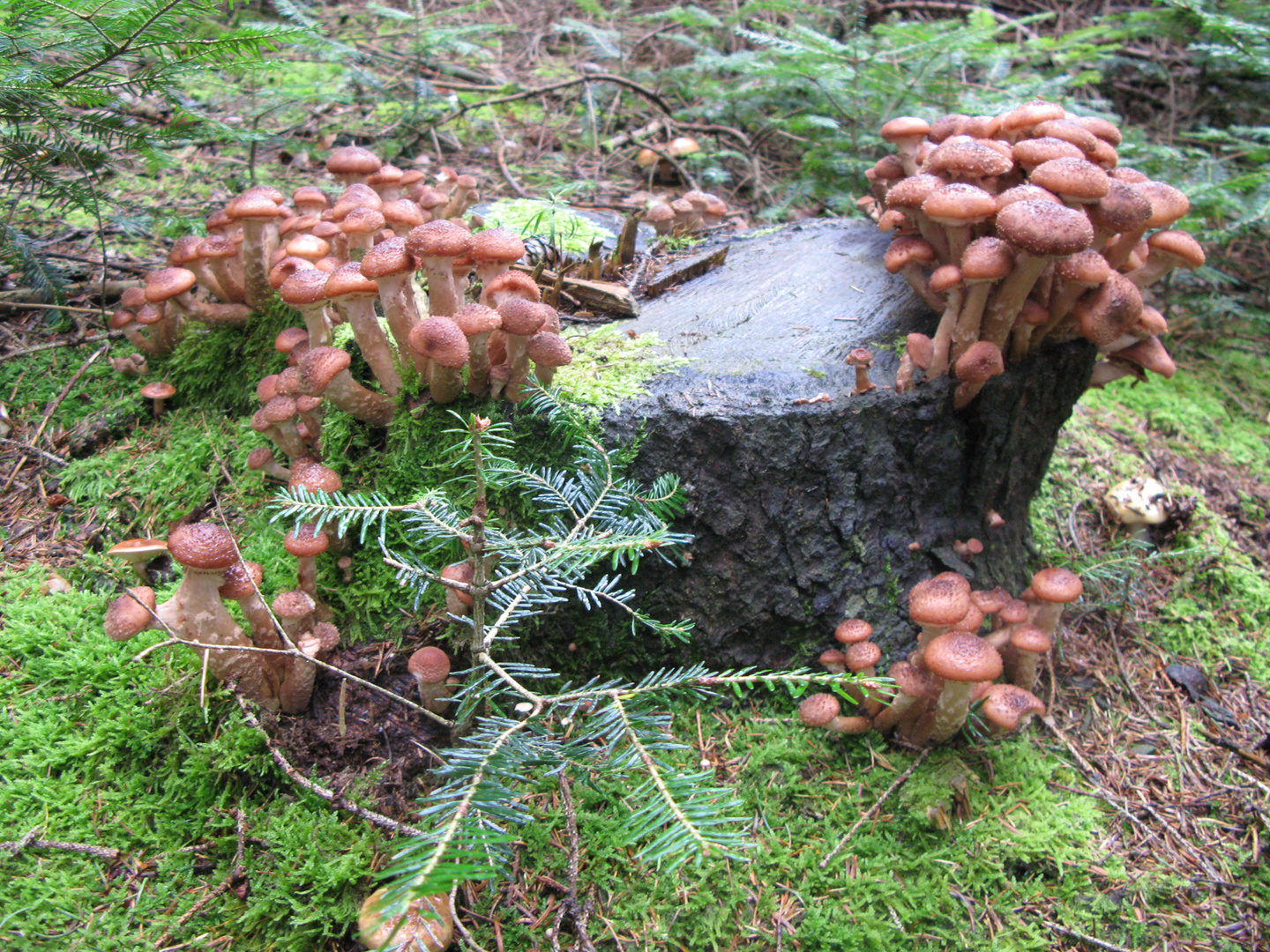 Pilze im Schwarzwald, September 2010 - 005