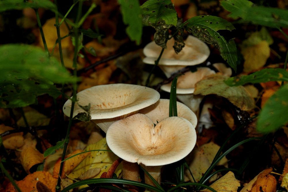 Pilze im Siebengebirge