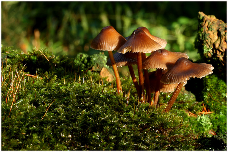 Pilze im Silberbachtal