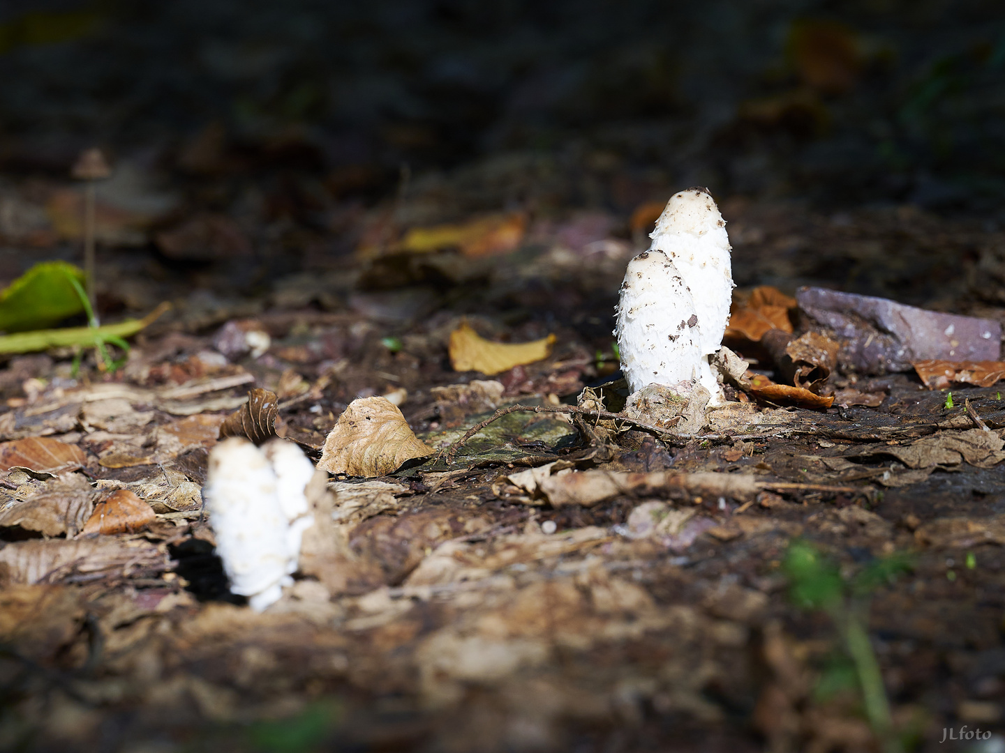 Pilze im Sonnenspot