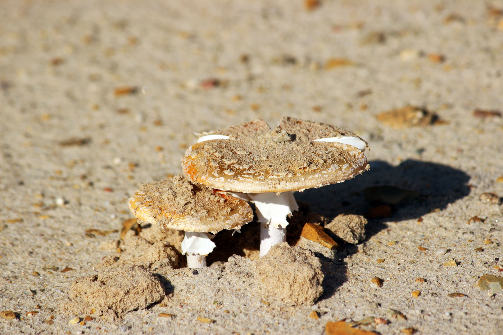 Pilze im Tagebau Welzow