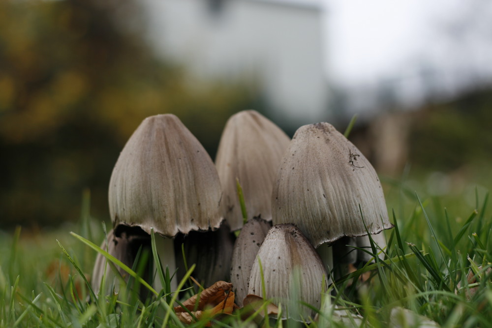 Pilze im Tiefgarten