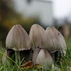Pilze im Tiefgarten
