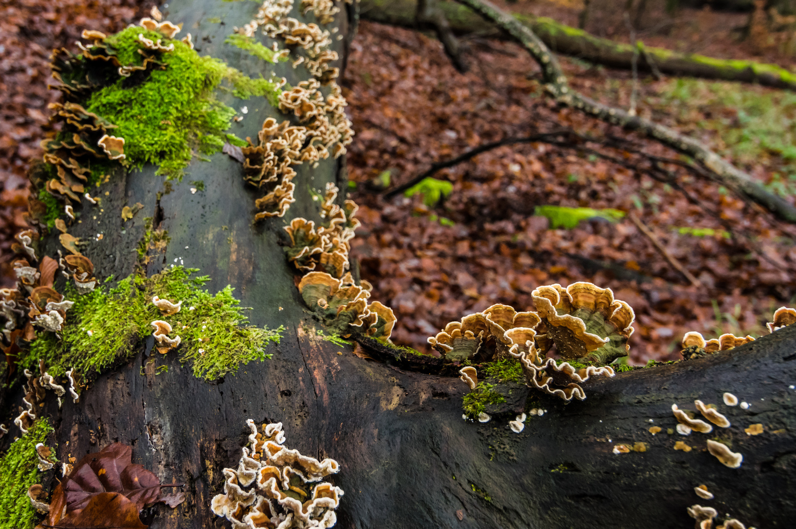 Pilze im Überfluss