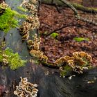 Pilze im Überfluss