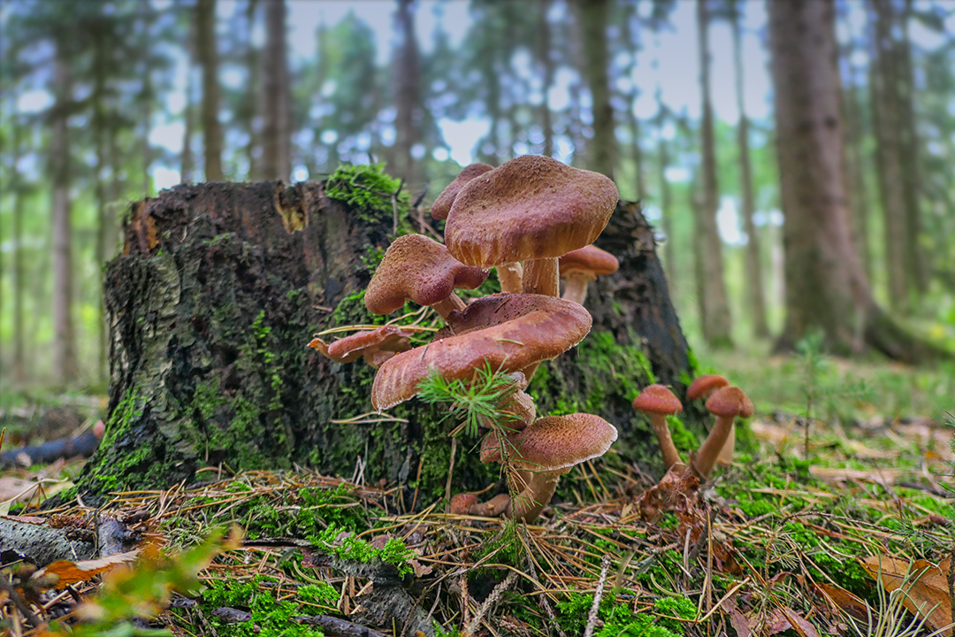 Pilze im Wald