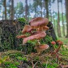 Pilze im Wald